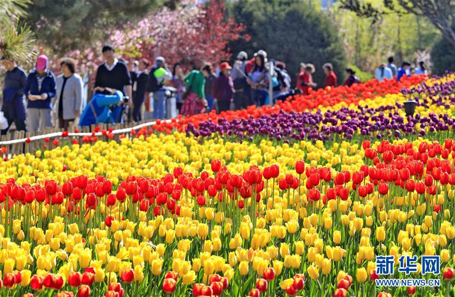4月20日，游客在秦皇島市新世紀(jì)公園欣賞盛開的郁金香。